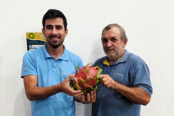 Notícia - Agricultor de Jacinto Machado colhe pitaya gigante