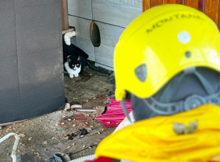 Notícia - Veterinário explica a diferença de resgate entre cães e gatos no RS