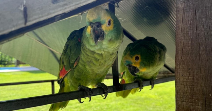 Indivíduo que mantinha aves em cativeiro foi multado | Foto: Divulgação/PMSC Ambiental 3 Cia1BPMA