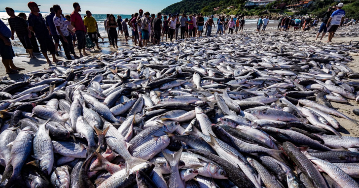 MPA anuncia fim da pesca da tainha | Foto: Divulgação/4oito