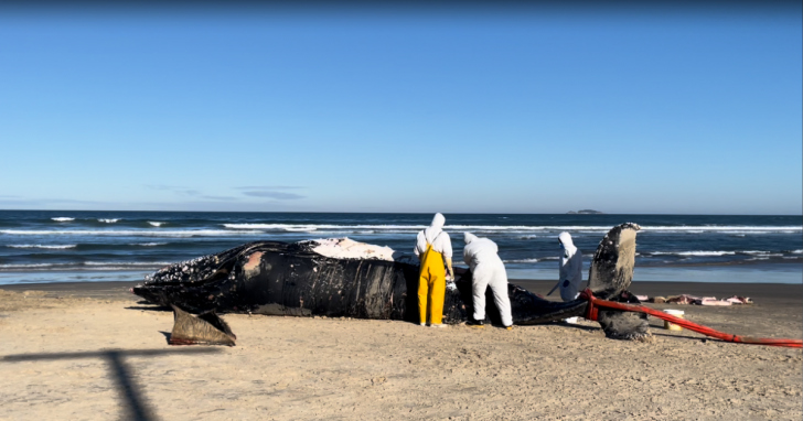 Baleia de 9 metros é encontrada morta em Imbituba | Foto: PMP-BS/4oito