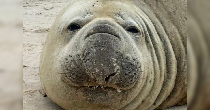 Animal já conhecido pelos pesquisadores foi novamente avistado descansando em uma praia da região I Foto: Divulgação/4oito