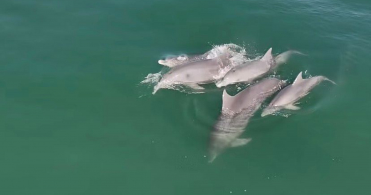 Golfinhos transformam a manhã no Farol de Santa Marta em um espetáculo I Foto: Reprodução/4oito