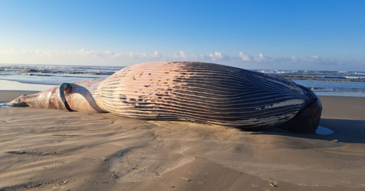 Baleia é encontrada morta no sul de SC | Foto: Divulgação/4oito