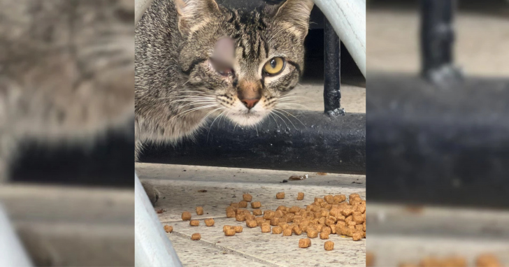 Cerca de 30 gatos vivem no Majestoso, alguns há anos | Foto: Divulgação/4oito