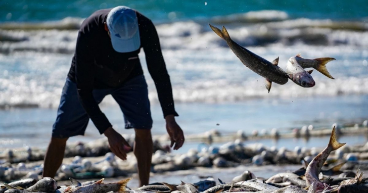 Expectativa para safra da tainha cresce entre pescadores do Rincão | Foto: Ricardo Wolffenbüttel/SECOM