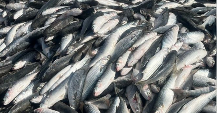 Pescadores celebram grandes lanços de tainha no litoral catarinense | Foto: Divulgação/4oito