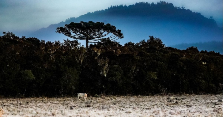 Temperaturas nas primeiras horas do dia podem ficar próximas de 2°C, com sensação ainda mais baixa I Foto: Ricardo Wolffenbüttel/Arquivo /SecomGOVSC/4oito