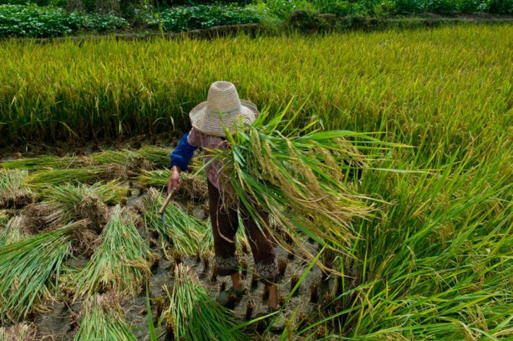 Área rural é a de maior incidência de trabalho escravo (Foto: Ministério Público do Trabalho)