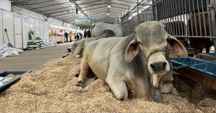 Expo Mais se prepara para receber os mais de 300 animais que estarão em exposição | Foto: Divulgação/4oito