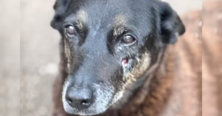 Novas leis que tratam de doenças raras, da prevenção à adultização infantil e maus tratos contra animais entram em vigor em SC | Foto: Redes Sociais/4oito