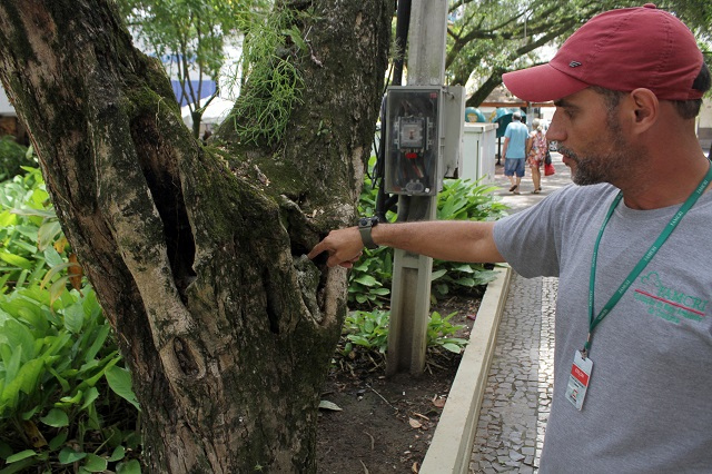 Fiscal da Famcri mostra uma das árvores com problemas / Fotos: Daniel Búrigo / A Tribuna