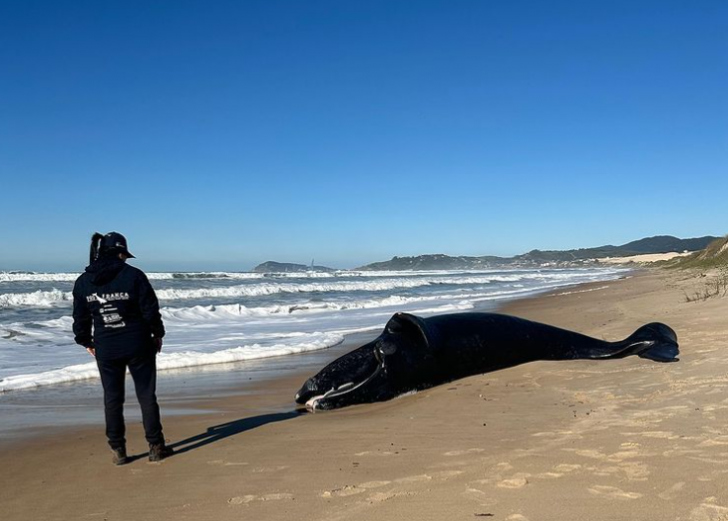 Foto: Divulgação/ @institutoaustralis
