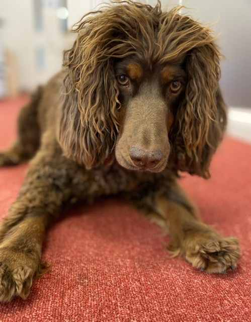 Foto: Medical Detection Dogs