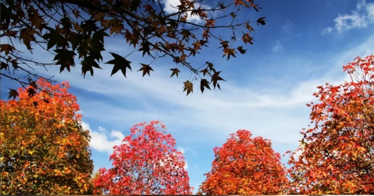 Outono com previsão fora do comum | Foto: José Fernando Ogura/AEN