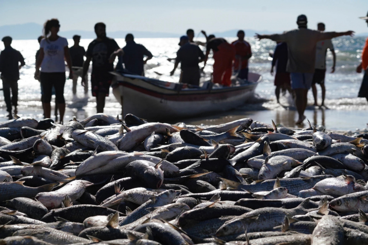 Pesca por arrasto foi encerrada na temporada após medida preventiva | Foto: Ricardo Wolffenbüttel/Secom-SC/4oito