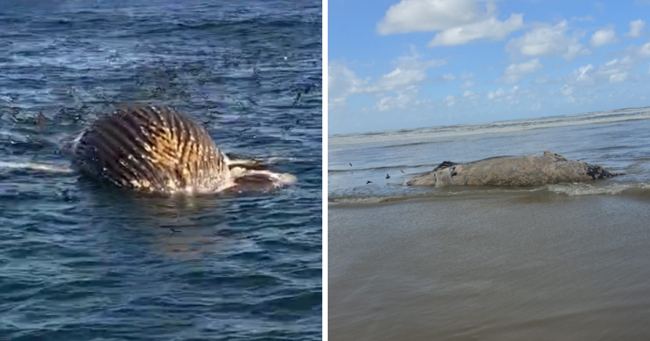 Baleia-jubarte encalha em Jaguaruna nessa quinta-feira (21) | Foto: Divulgação/João Baiuka/4oito