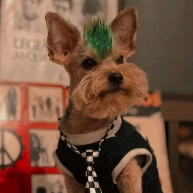 As tutoras do Luke - vencedor do concurso Rock Dog em 2022, já estão preparando o look deste ano | Foto: Divulgação