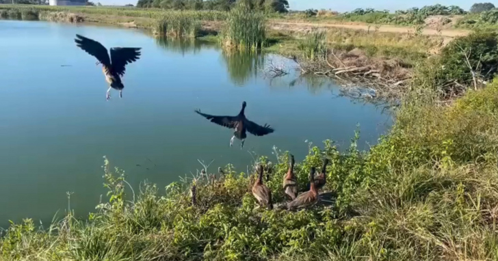 Animais foram resgatados em trecho movimentado da BR-101, em fevereiro - Foto: PRF/Divulgação