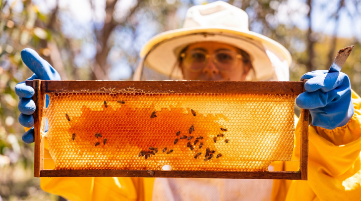 Apicultores catarinenses acompanham com preocupação o veto europeu ao mel brasileiro | Foto: Divulgação/Epagri