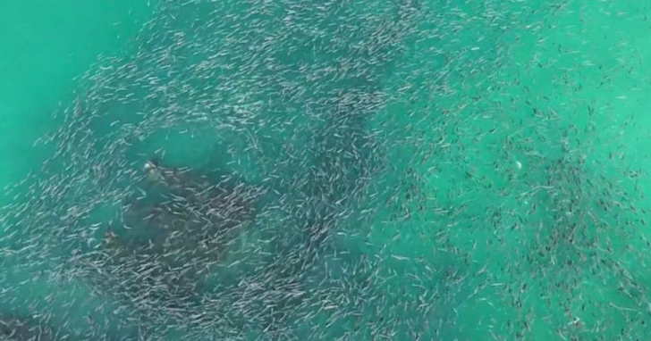 Milhares de peixes foram flagrados em sincronia no mar de Laguna | Foto: Josimar Santos/Whisk/Portal 4oito