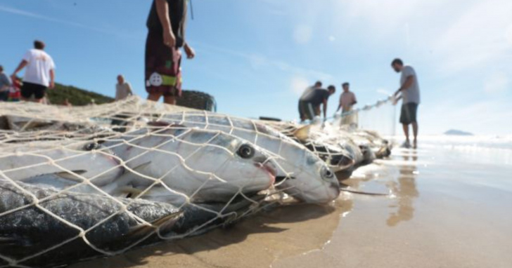 Novas cotas valem para pesca artesanal e industrial I Foto: Arquivo/4oito