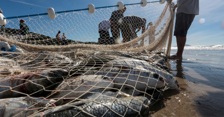 Temporada de arrasto chegou ao fim após atingimento da cota federal da tainha | Foto: Secom/Divulgação/4oito