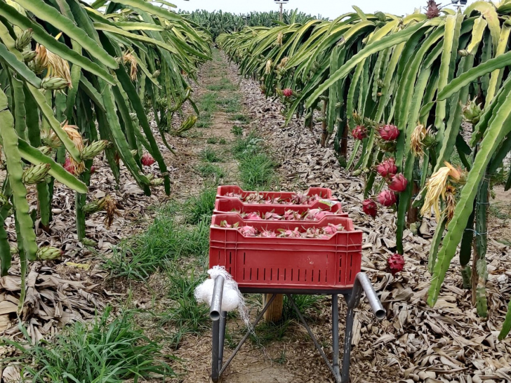 Cerca de 25 hectares do Sul catarinense são tomados pela pitaya (Fotos: Divulgação)