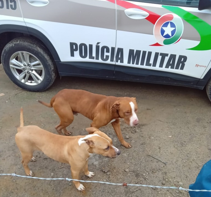 Foto: Divulgação/PMSC