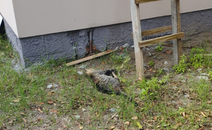 Foto: Divulgação