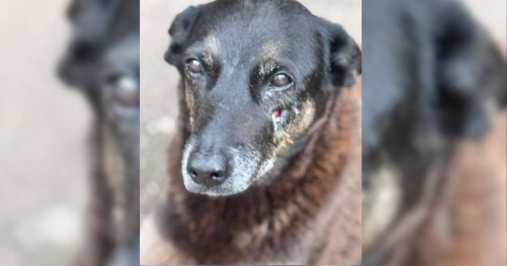 Animais comunitários podem ganhar proteção específica na lei / Foto: Divulgação