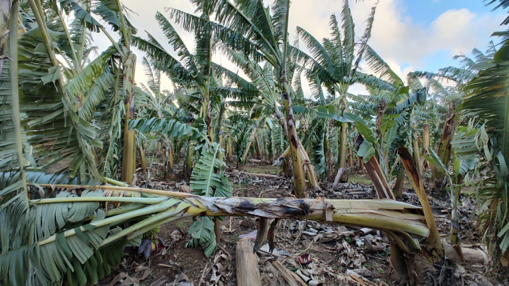 Bananais no Sul registraram queda de plantas. Foto: Divulgação/Epagri