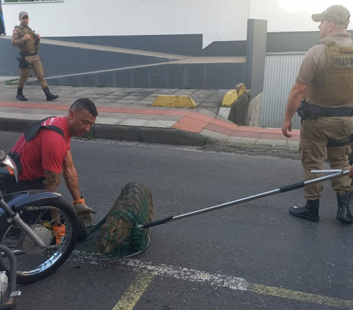 Foto: Divulgação/PMSC