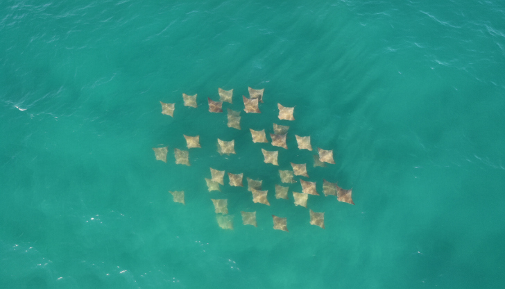 Cardume de arraias foi visto nadando na superfície no Farol de Santa Marta/Foto: Imagem gerada com auxilio de IA
