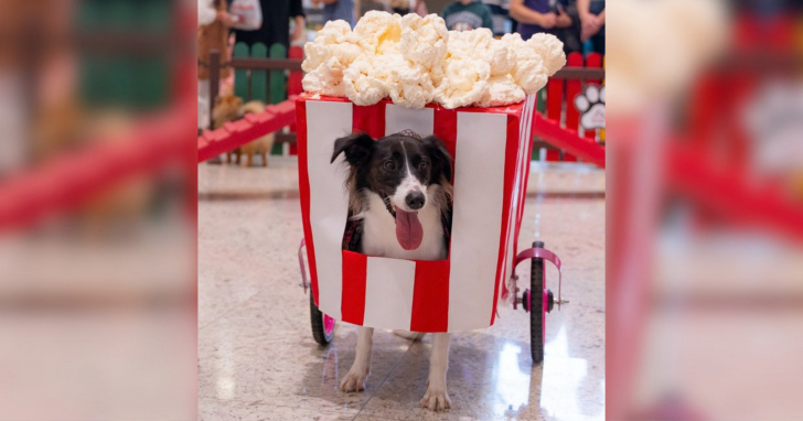 JuliPet acontece das 15h às 18h, com entrada gratuita e atividades inspiradas nas tradicionais festas caipiras I Fotos: Divulgação/4oito