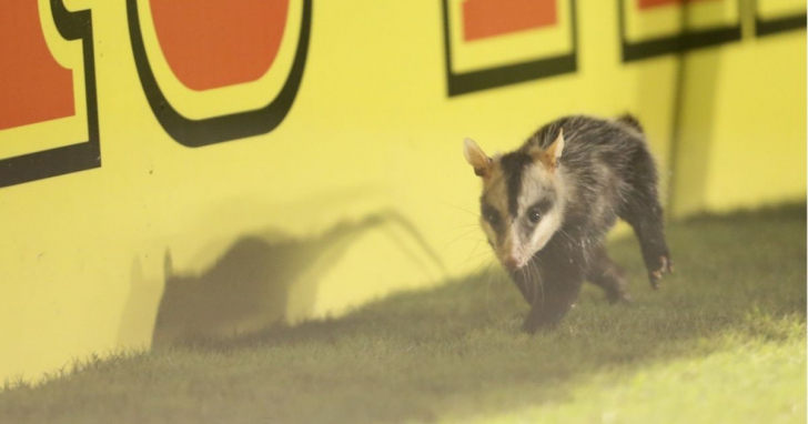 Gambá foi flagrado no Estádio Heriberto Hülse em 2022 | Foto: Guilherme Hahn/Especial/4oito