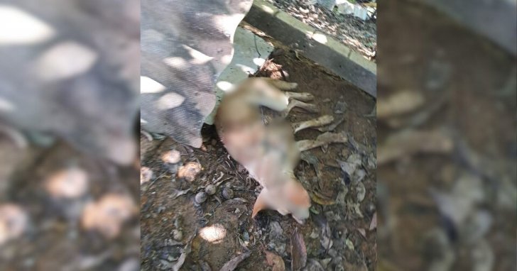 Animal foi resgatado em estado crítico, mas não resistiu aos procedimentos - Foto: Divulgação/PM/4oito