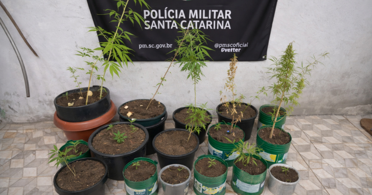 Homem é preso com 25 pés de maconha em Passo de Torres | Foto: Divulgação/PMSC