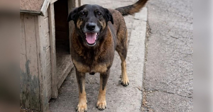 Caso do cão Orelha, morto em 4 de janeiro, é reavaliado pelo MPSC | Foto: Reprodução/Redes Sociais