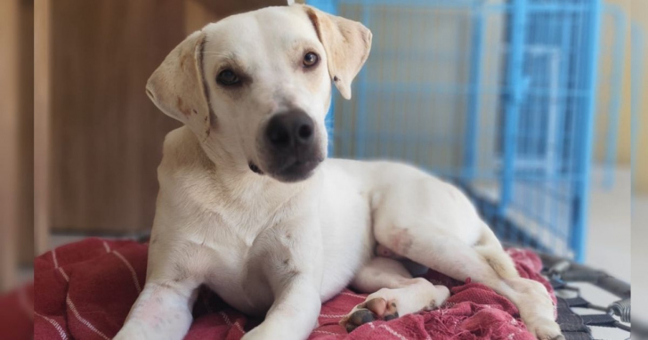 Cuidados são ajustados às necessidades de cada animal I Foto: Arquivo pessoal