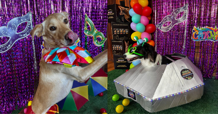 Clima de folia contagia creche canina em Criciúma. | Foto: André Bressan/Portal 4oito 