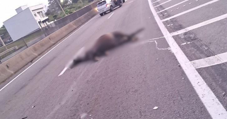 Acidente na BR-101 envolve veículo e cavalo | Foto: Divulgação