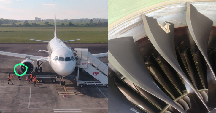 Aves nativas do Brasil se chocaram com a aeronave e provocaram danos no avião | Imagens: Reprodução/Regional Sul Airport