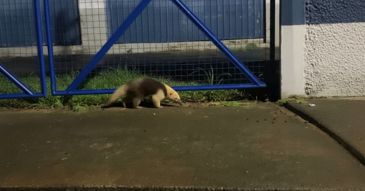Tamanduá-mirim vive na região e enfrenta ameaças em Turvo I Foto: Reprodução/4oito