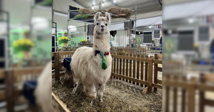 Exposições de animais chamam atenção do público na AgroPonte I Foto: Divulgação/Agroponte