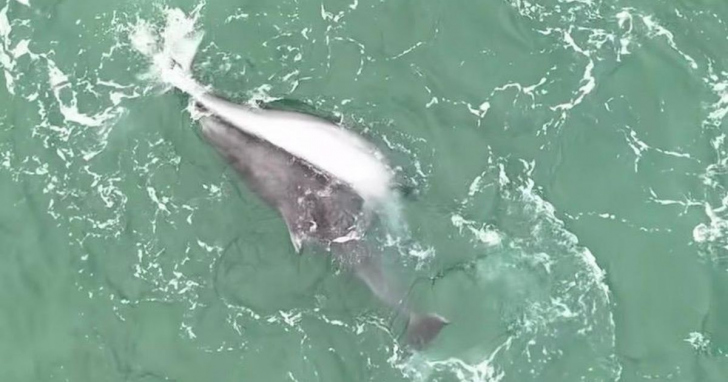 Golfinhos voltam a aparecer e chamam atenção no Farol I Foto: Reprodução/4oito