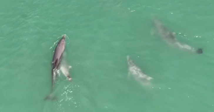 Registro chamou atenção pela sincronia do grupo no mar I Reprodução/4oito