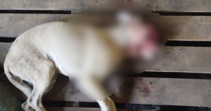 Cadela é encontrada morta com fortes sinais de maus-tratos - Foto: Marcus Melo/4oito