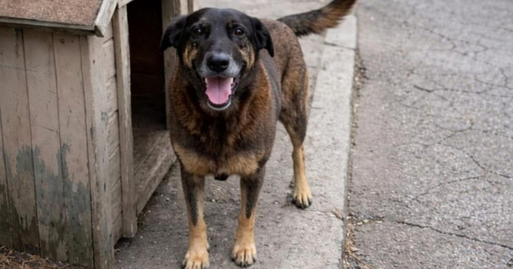 Revisão mostrou que cão e adolescente não estavam juntos I Foto: Reprodução/4oito