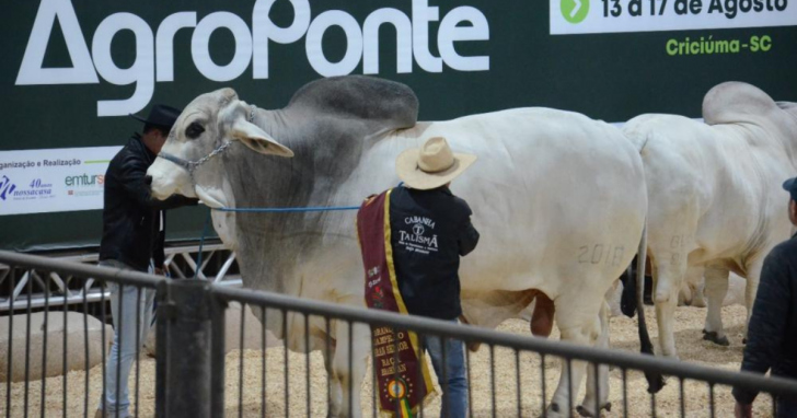 Criado na Cabanha Talismã em Içara começa preparação para próxima temporada | Foto: Vinícius Fabrício Ludwig /Divulgação/4oito